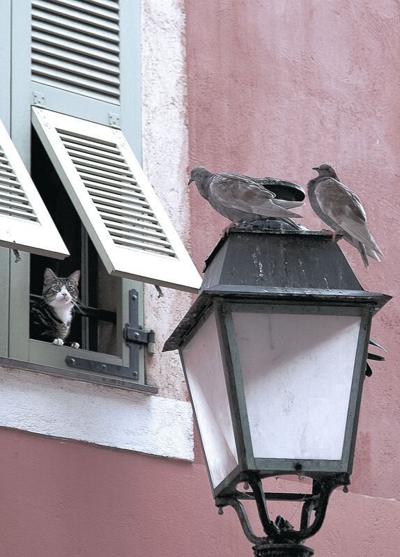 开云体育在线赛事直播-埃弗顿定位球成为破门重要手段，埃弗顿球场叫什么