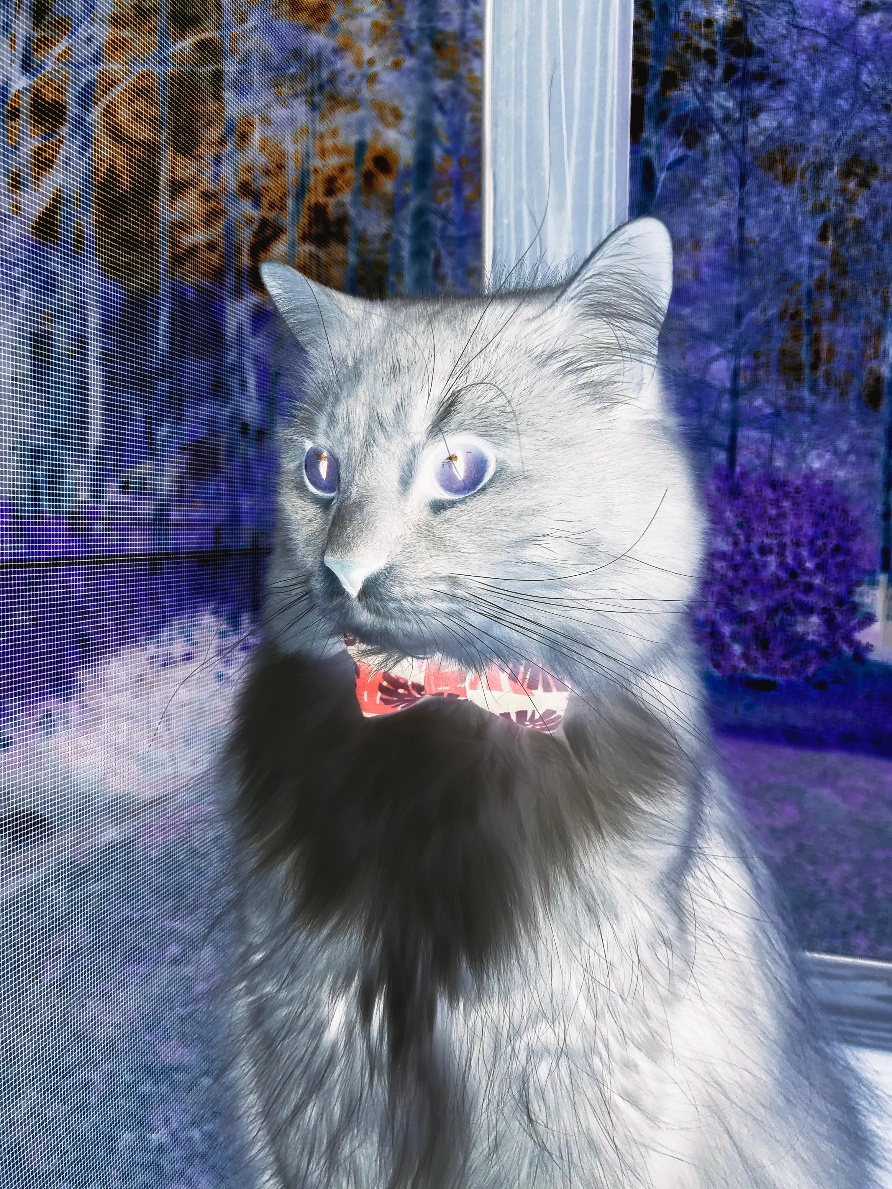 瑞典乒乓球队未来发展的关键：科技与训练的结合，瑞典乒乓球国家队