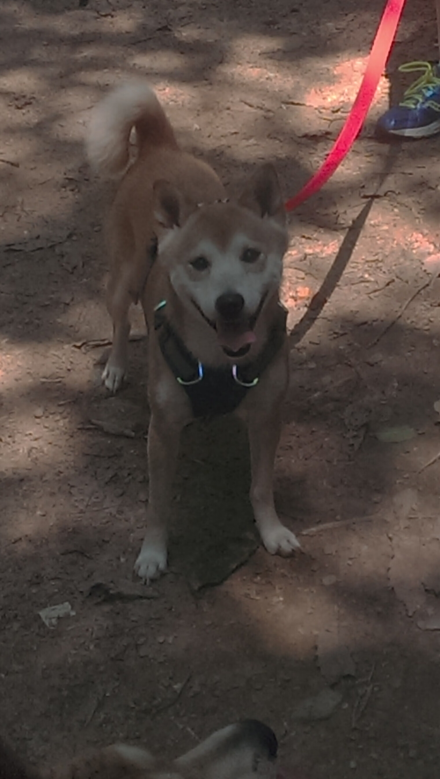 英雄联盟策略博弈成焦点战术准备比拼激烈，英雄联盟游戏技巧战略