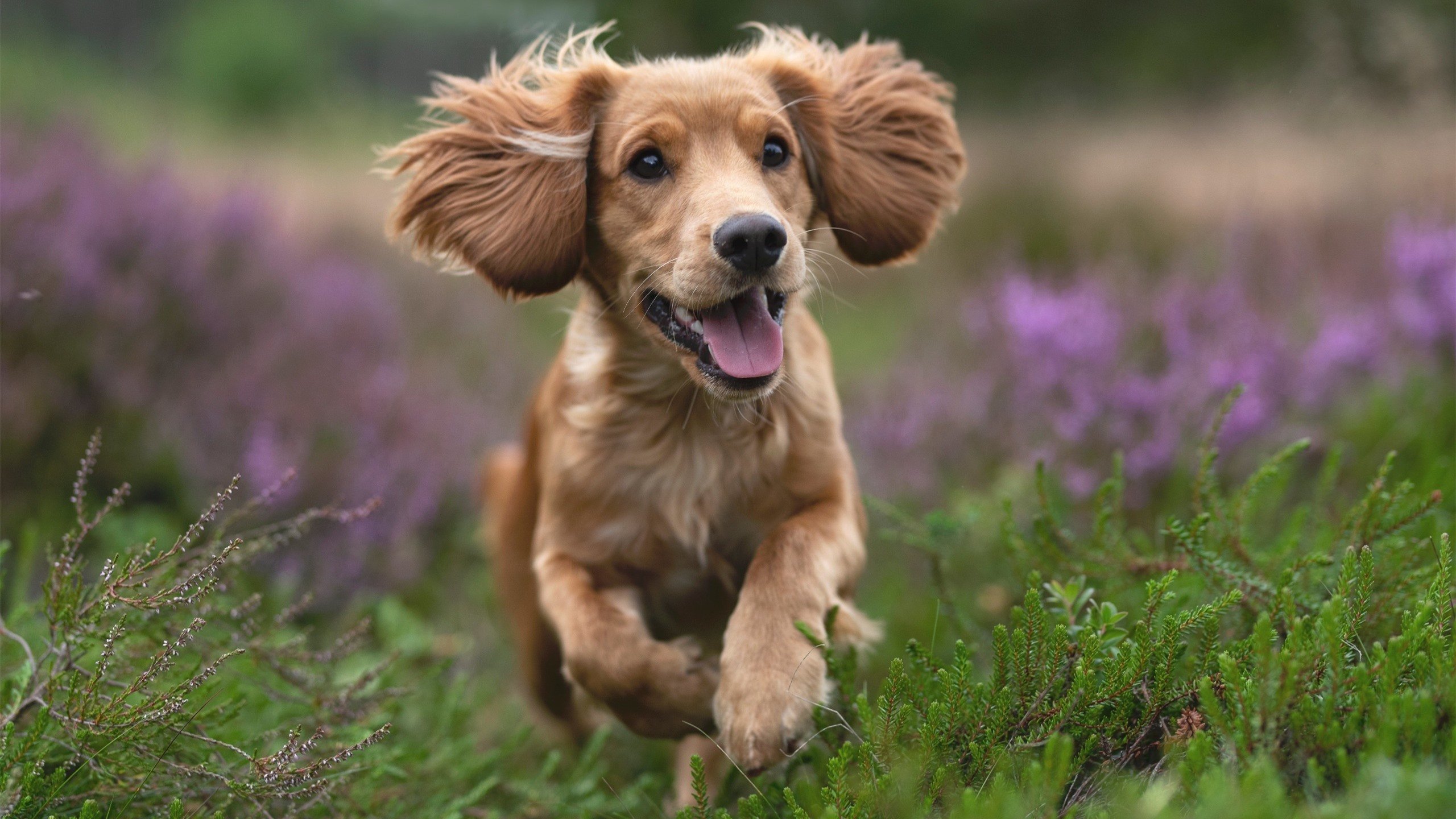 乌拉圭女篮在南美锦标赛中夺冠，体育成就不断攀升，乌拉圭女子联赛