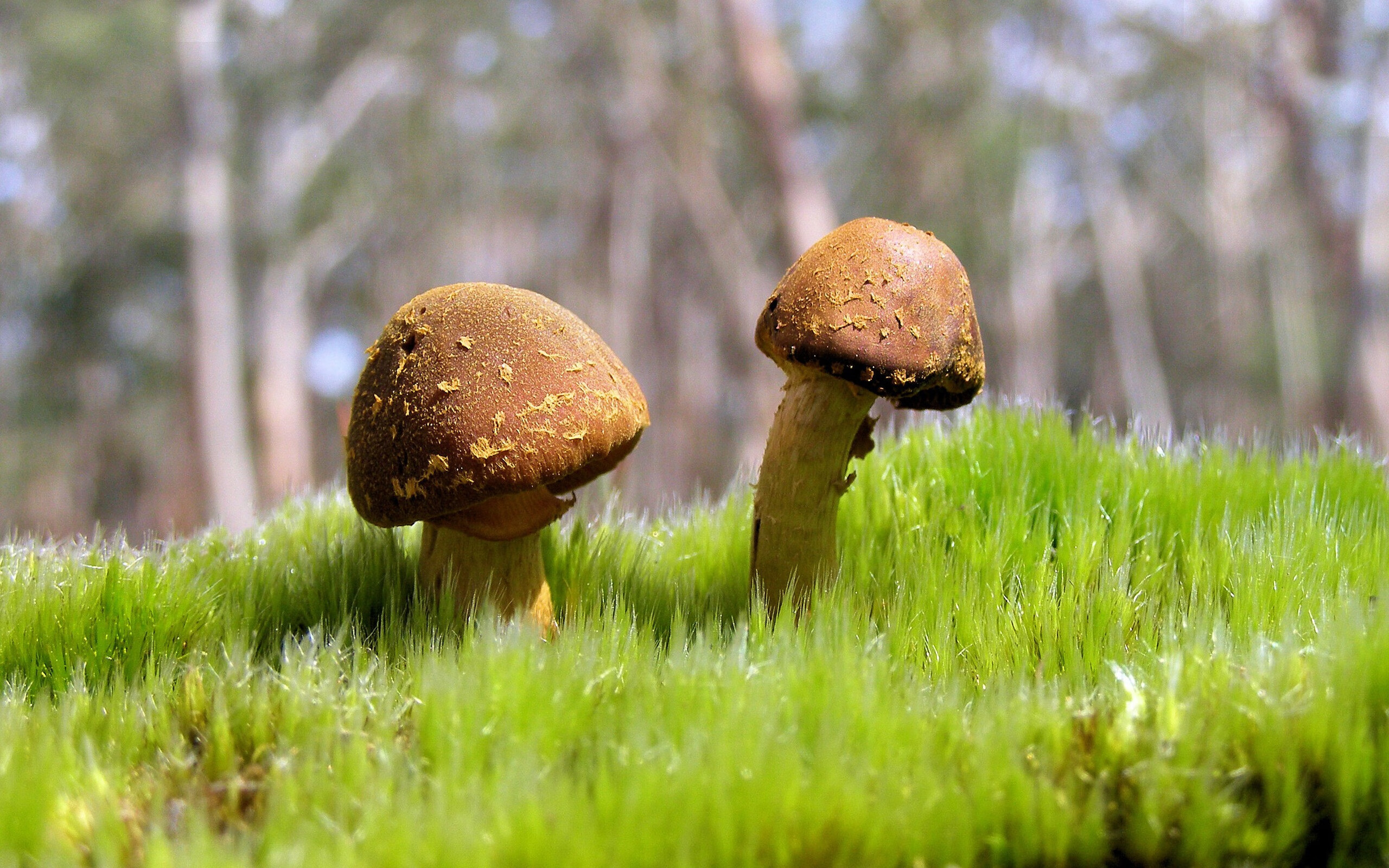 仰泳对决韩国表现冷静自信，仰泳 2017