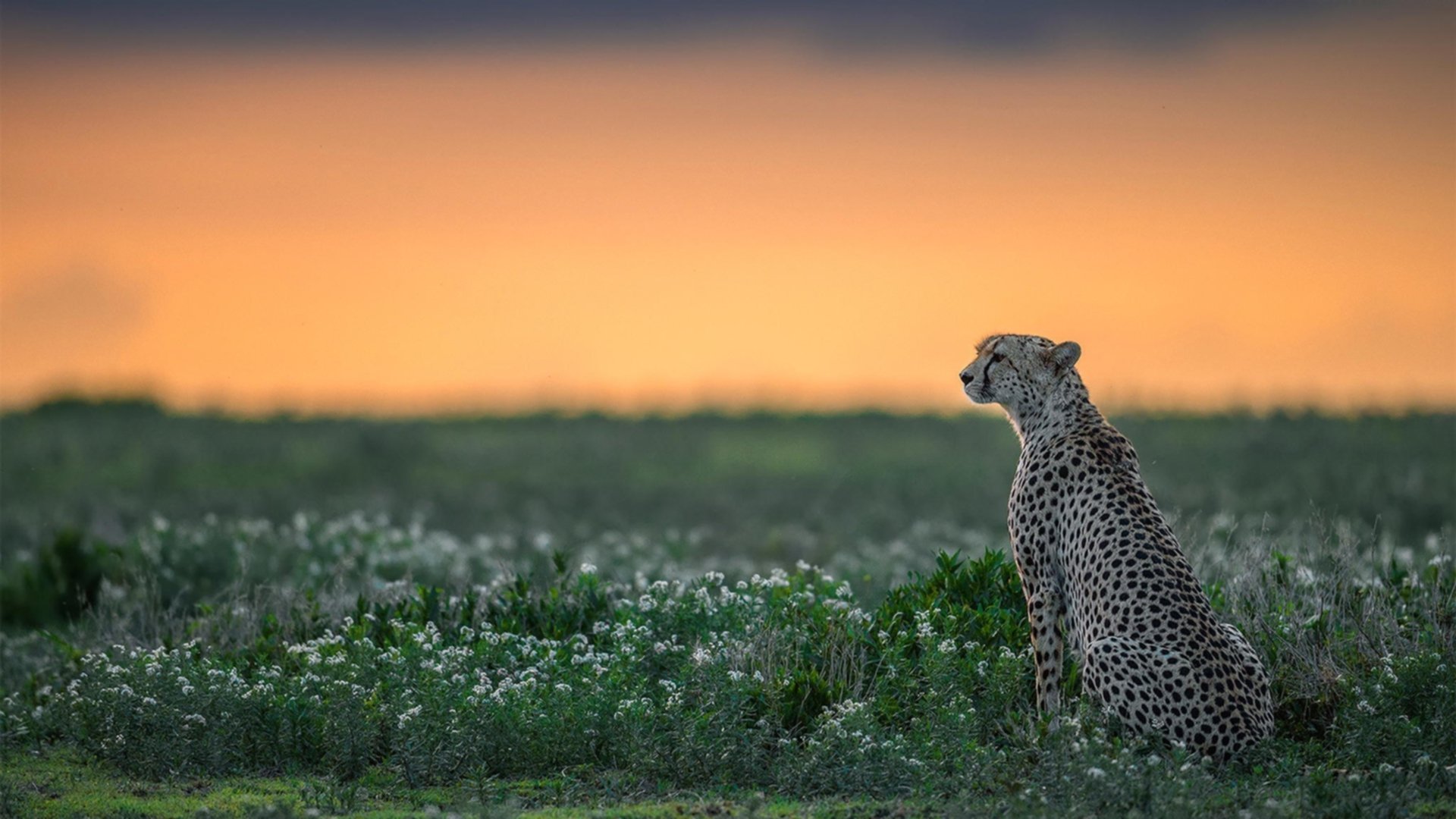 体育综艺引入中国篮球元素增强青少年参与兴趣，篮球类综艺节目