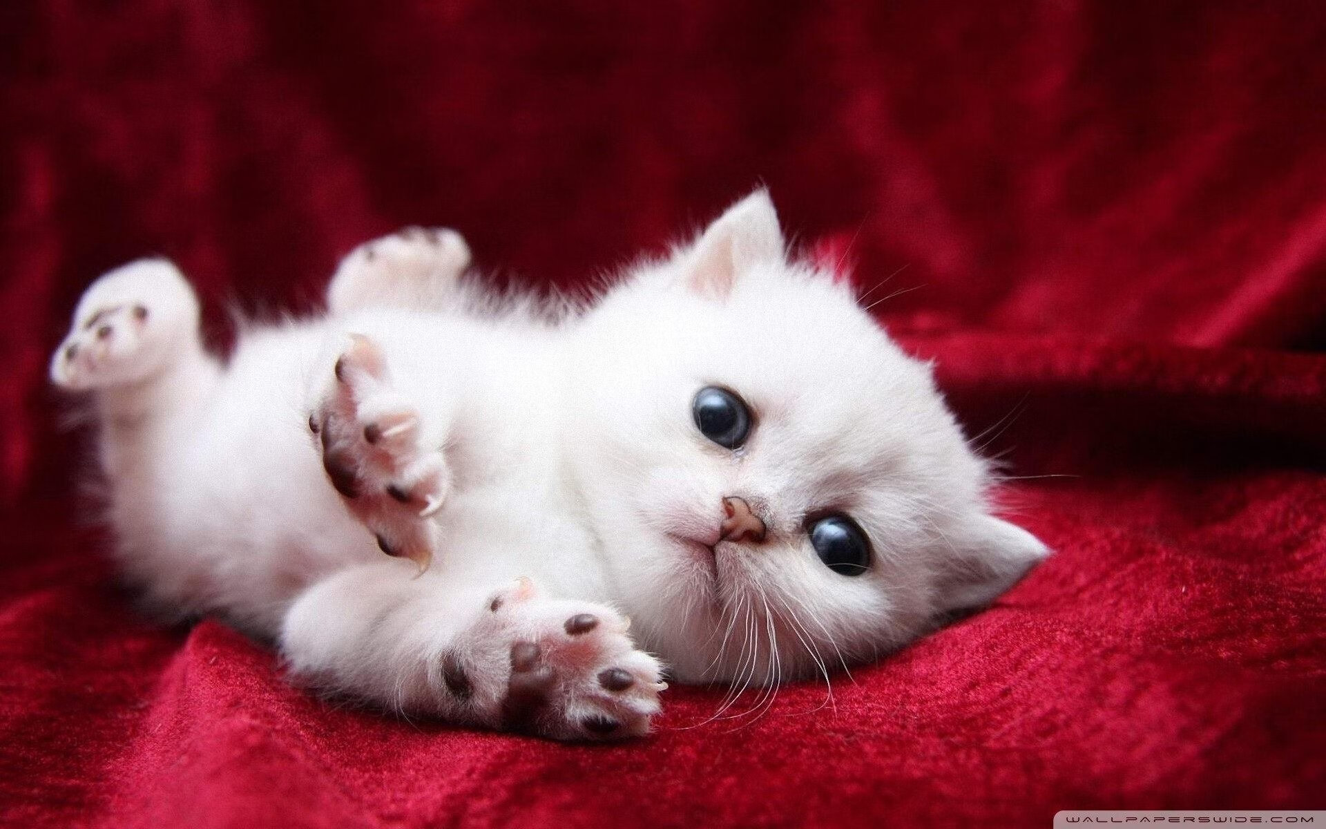 全黑队出色的球场执行力,成为赛事最具观赏性的球队之一,黑球球员什么意思