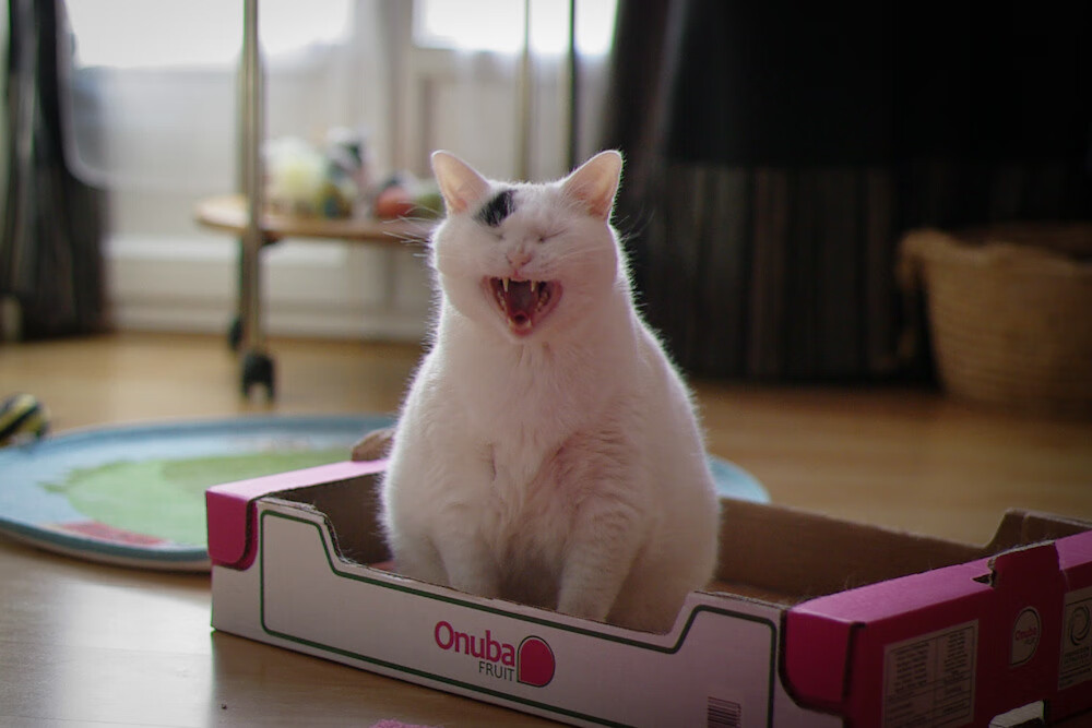 凯莉·麦基翁完美掌控仰泳节奏，凯莉麦基翁身高